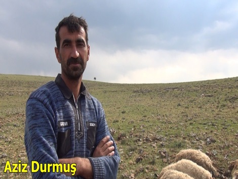 Çınar’da nisan ayında aç kurtlar sürüye saldırdı 3