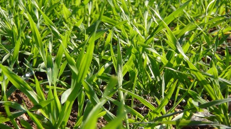 Yağmur sonrası güneşle beraber tarlalar yeşerdi 25