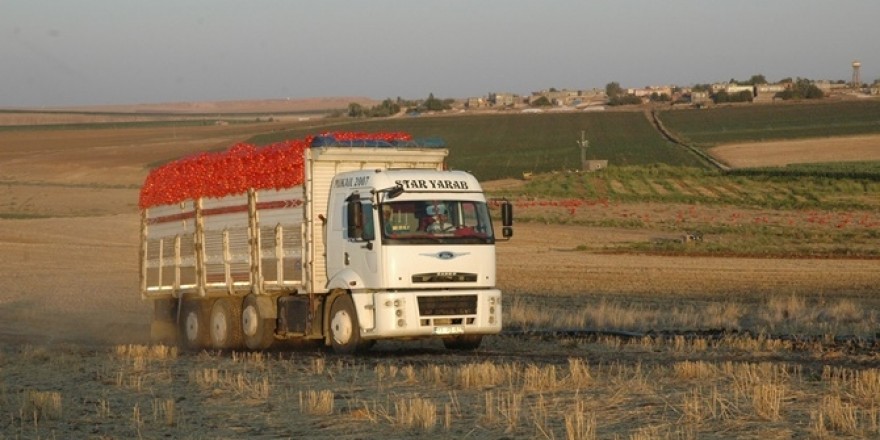 Artan masraflar soğan eken Çınarlı çiftçiyi zorluyor