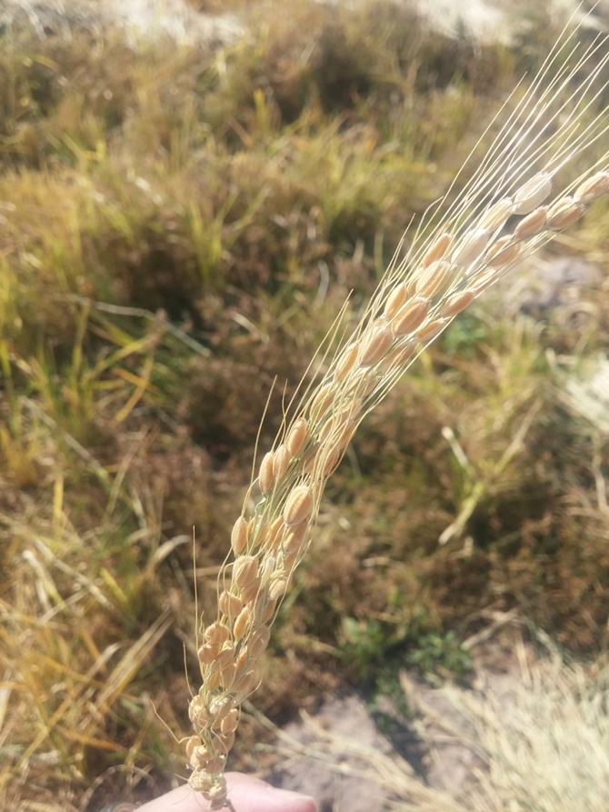 Karacadağ pirincinin hasadı başladı 1