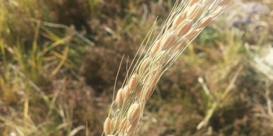 Karacadağ pirincinin hasadı başladı