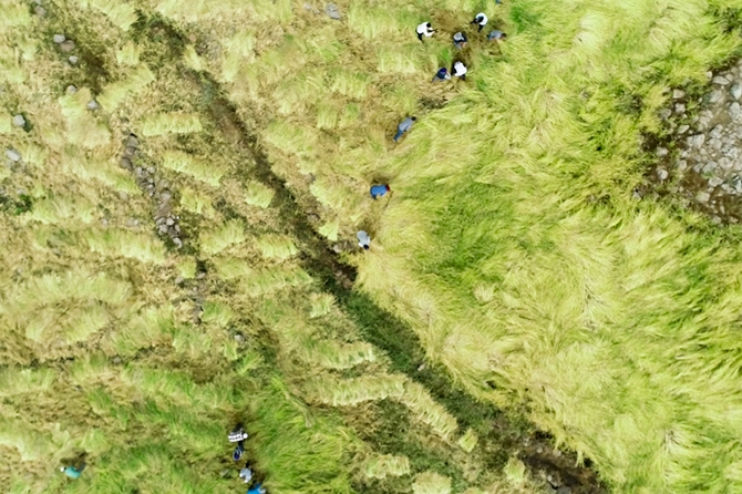 Karacadağ'da pirinç hasadı başladı 14
