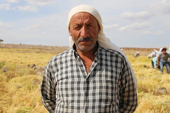 Karacadağ'da pirinç hasadı başladı 28
