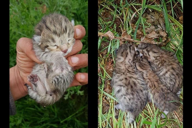 Çınar'da leopar yavruları görüldü 1