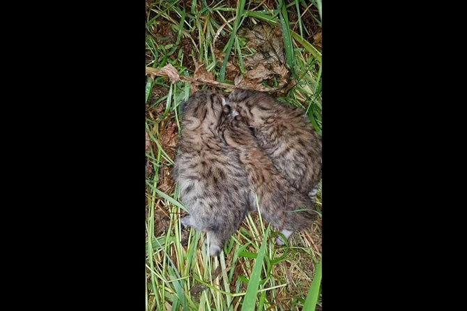 Çınar'da leopar yavruları görüldü 2