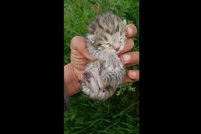 Çınar'da leopar yavruları görüldü 3