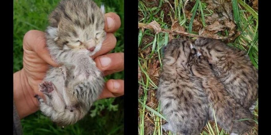 Çınar'da leopar yavruları görüldü