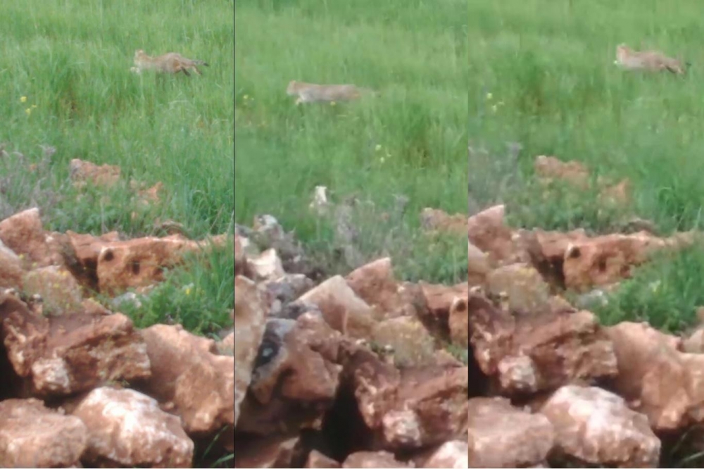Çınar Karabudak'da leopar ilk kez görüntülendi 8