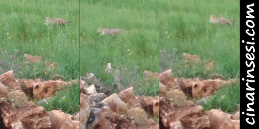 Çınar Karabudak'da leopar ilk kez görüntülendi