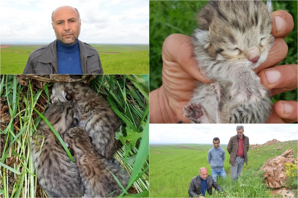 Çınar'da leoparı gören köylüler konuştu 1
