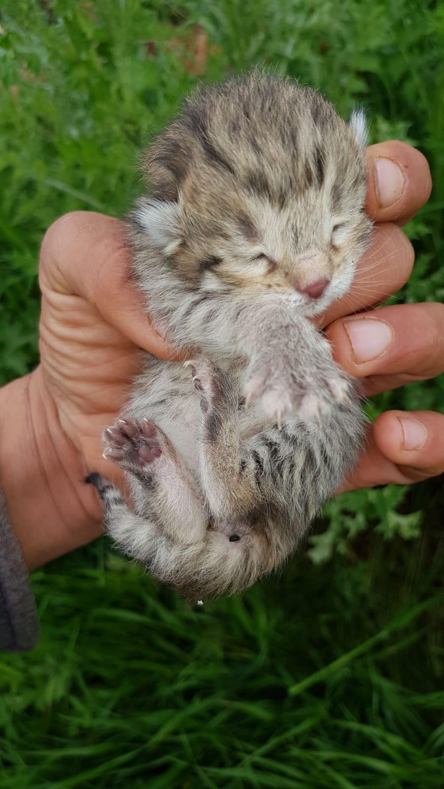 Çınar'da leoparı gören köylüler konuştu 4