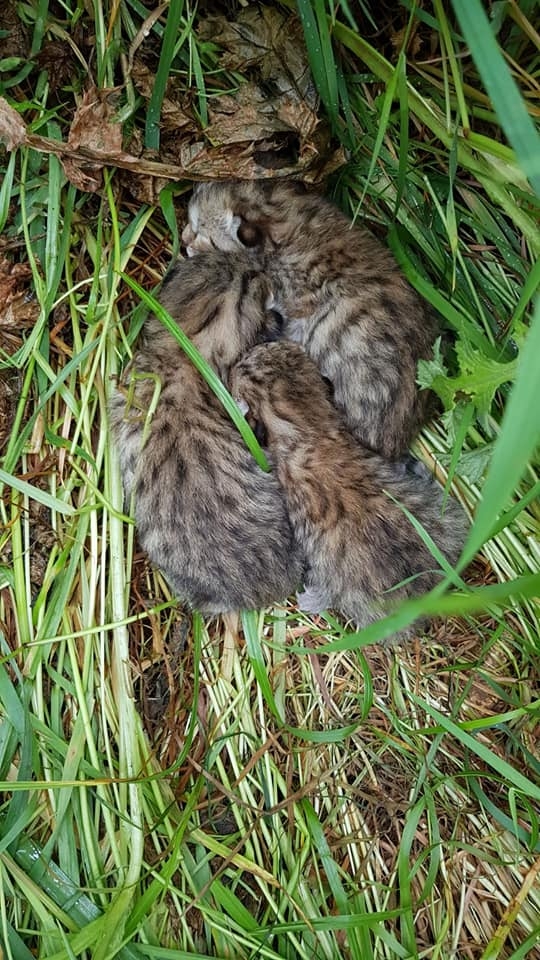 Çınar'da leoparı gören köylüler konuştu 7