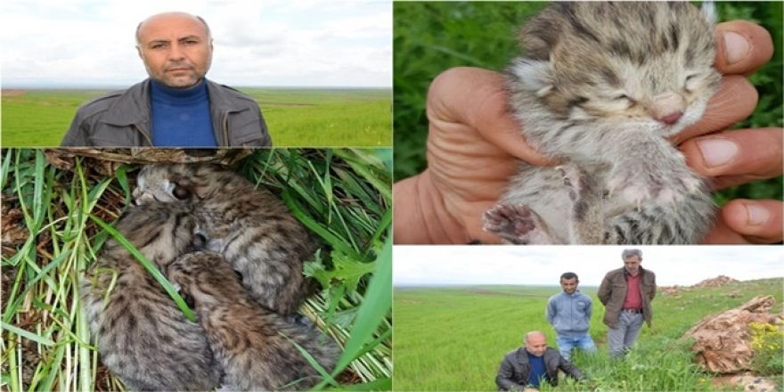 Çınar'da leoparı gören köylüler konuştu