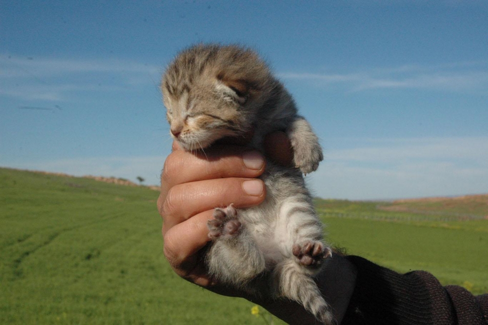 Leopar yavruları yeniden görüldü 1