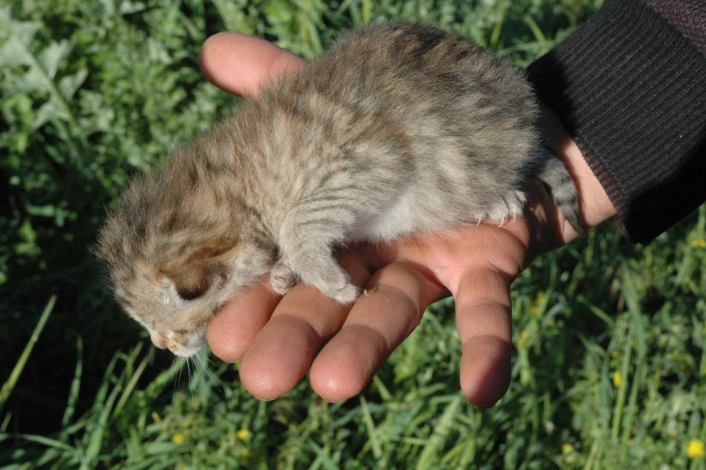 Leopar yavruları yeniden görüldü 10
