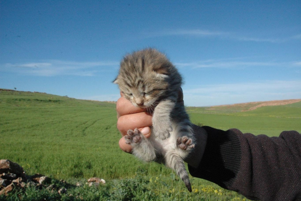 Leopar yavruları yeniden görüldü 2