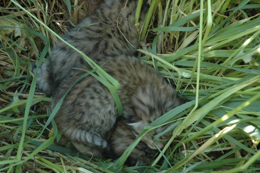 Leopar yavruları yeniden görüldü 3