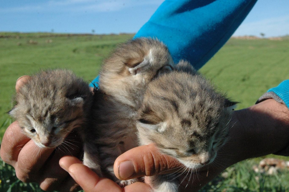 Leopar yavruları yeniden görüldü 8