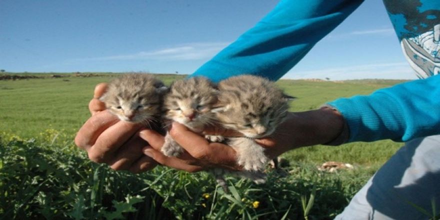 Leopar yavruları yeniden görüldü