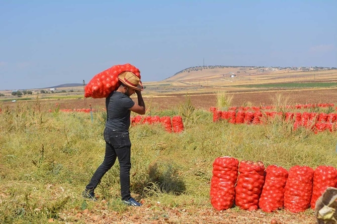 Çınarlı çiftçiler soğan fiyatlarından memnun değil 10