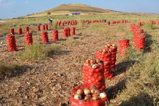 Çınarlı çiftçiler soğan fiyatlarından memnun değil 12