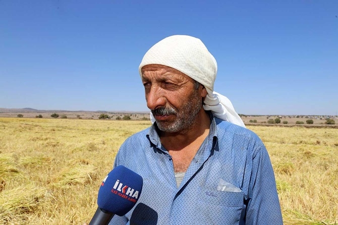 Çınar'da  Karacadağ'ın 'incisinde' hasat zamanı 12