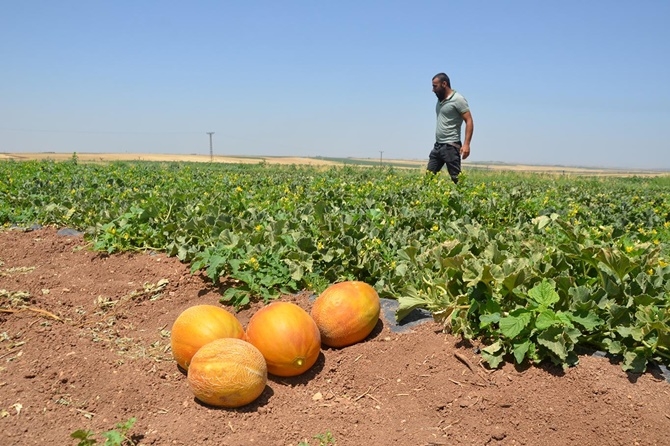 Çınar'da kavun hasadı 14