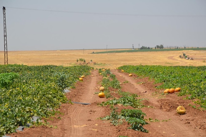 Çınar'da kavun hasadı 7