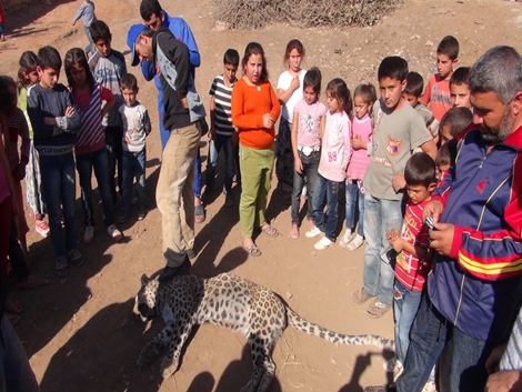 Leopar Çınar’da Köylülere Saldırdı 13