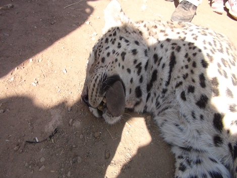 Leopar Çınar’da Köylülere Saldırdı 14