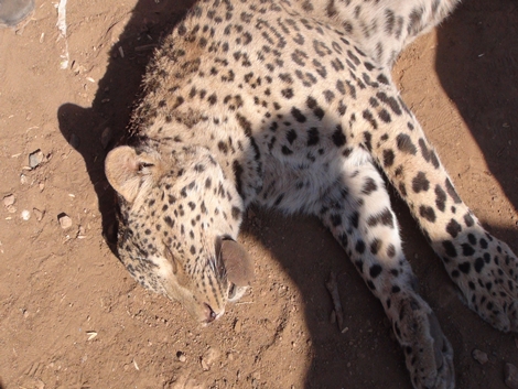 Leopar Çınar’da Köylülere Saldırdı 17