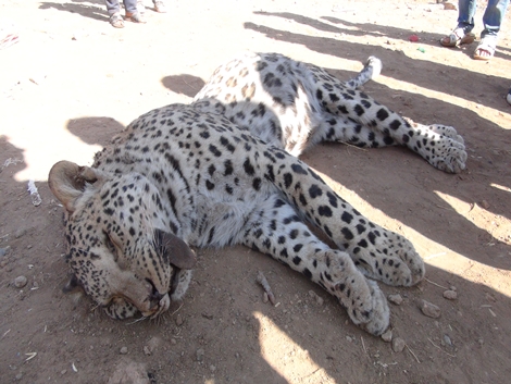 Leopar Çınar’da Köylülere Saldırdı