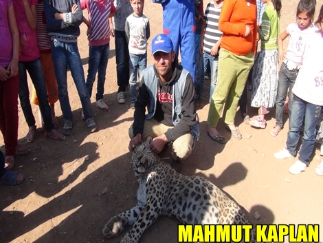 Leopar Çınar’da Köylülere Saldırdı 9