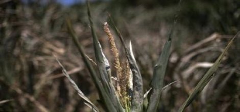 ABD tarihinin en büyük felaketi