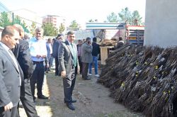 Batman’daki çiftçilere fidan dağıtıldı