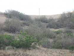 Bingöl'de Tırtıl İstilası