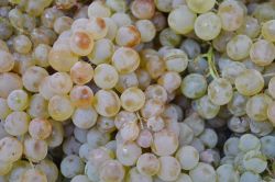 Batman’ın Gercüş ilçesinde mezrone üzümü aşı çalışması yapıldı