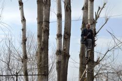 Bitlis’te tehlikeli ağaç budama