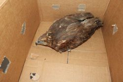 Ağrıda kaçak avlananlara ceza kesildi