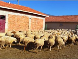 Hırsızlar Bu Defa Koyun Çaldı