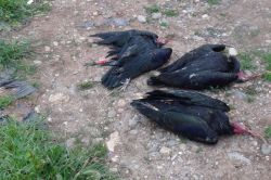 Nesli tükenmekte olan Kelaynak kuşları telef oluyor video