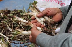 Halktan baharın müjdecisi kengere rağbet video