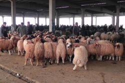 Hayvan besicileri mağduriyetlerin giderilmesini istiyor video