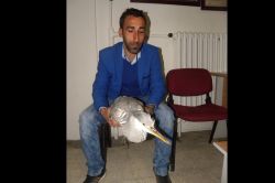 Yaralı turnayla ortalıkta kaldı foto