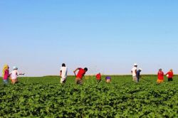 Mevsimlik tarım işçilerinin ortalama günlük ücretleri arttı