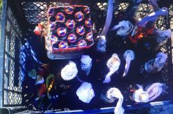 Molotof ve havai fişek ele geçirildi