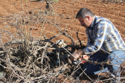 Midyat'ta bağ budama mevsimi başladı