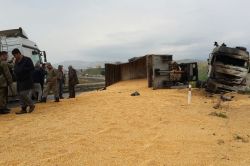 Mısır yüklü TIR devrildi