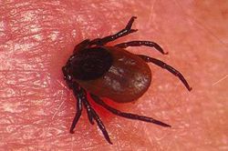 Kene ısırmalarına karşı önlemler