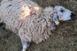 Çınar Şargé köyünde kurtlar koyun sürüsüne saldırdı